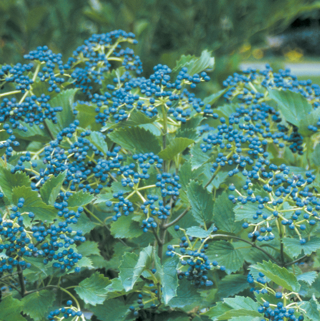 Viburnum &