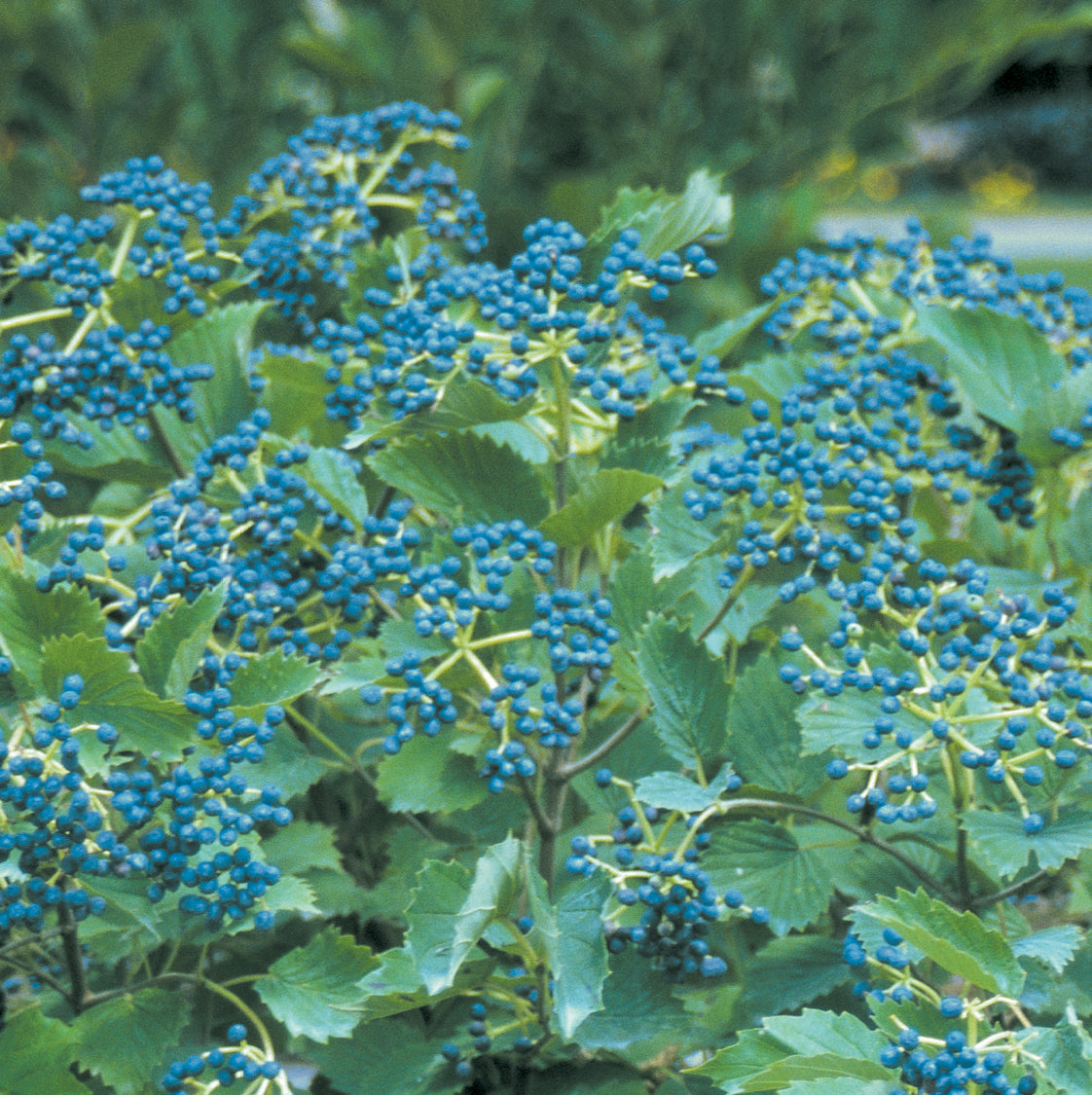 Viburnum &