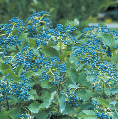 Viburnum &