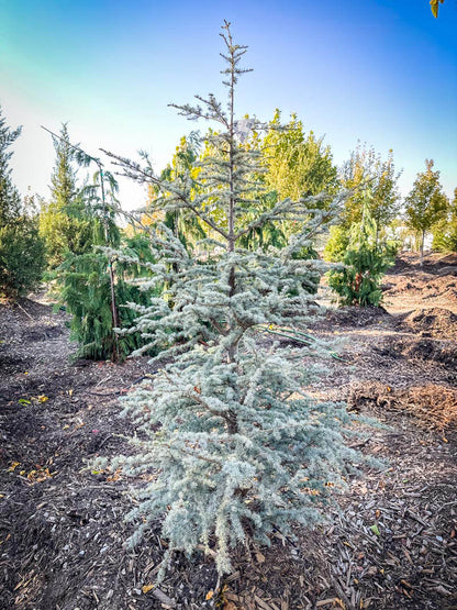 Atlas Cedar &