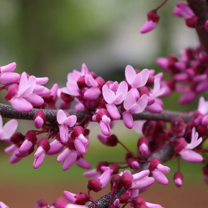 Redbud &