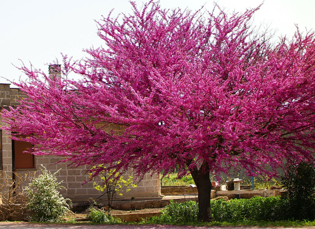 Redbud &
