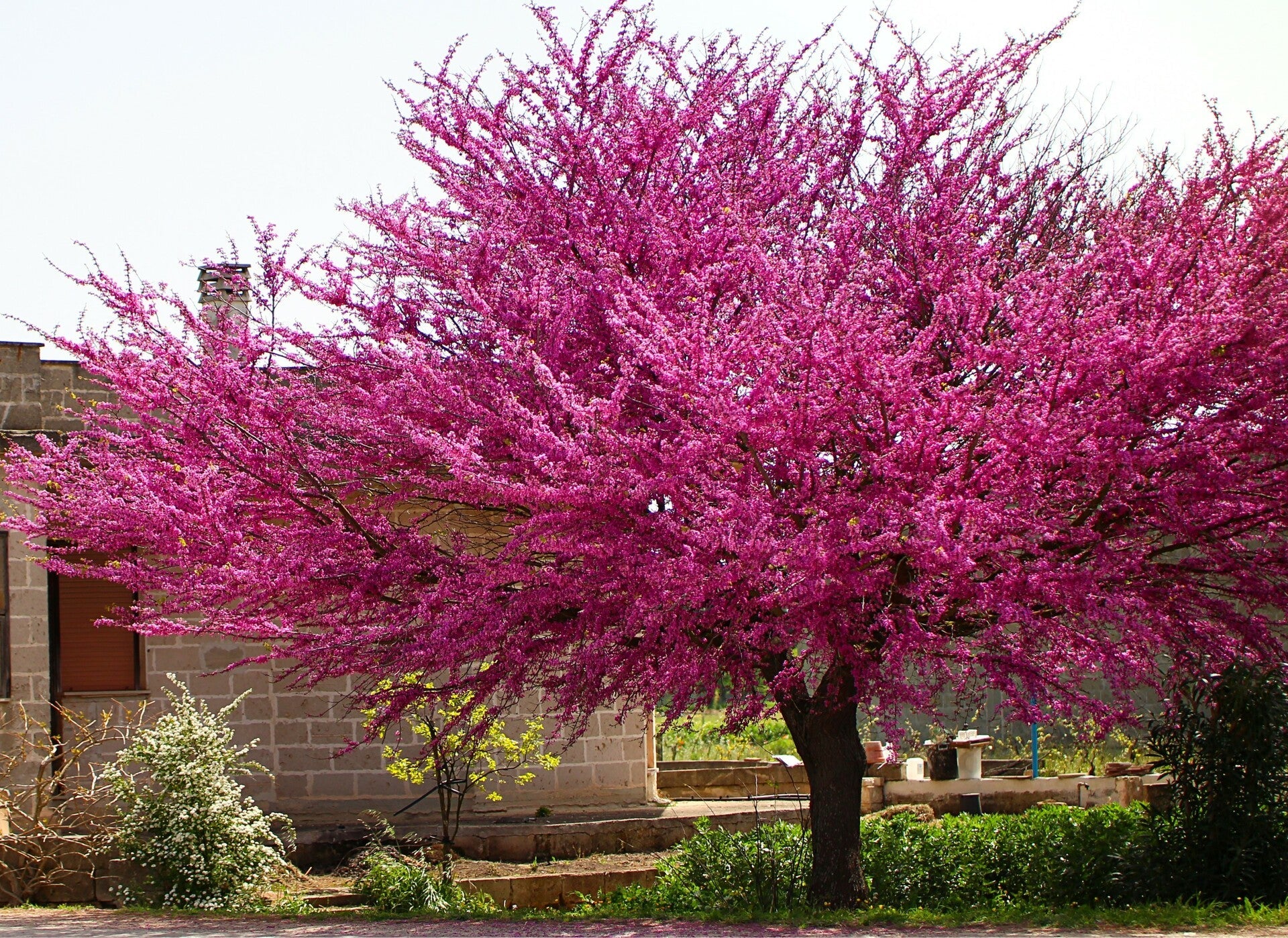 Redbud &