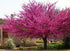 Redbud &