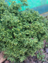 False Cypress &