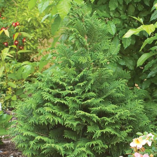 False Cypress &