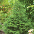 False Cypress &