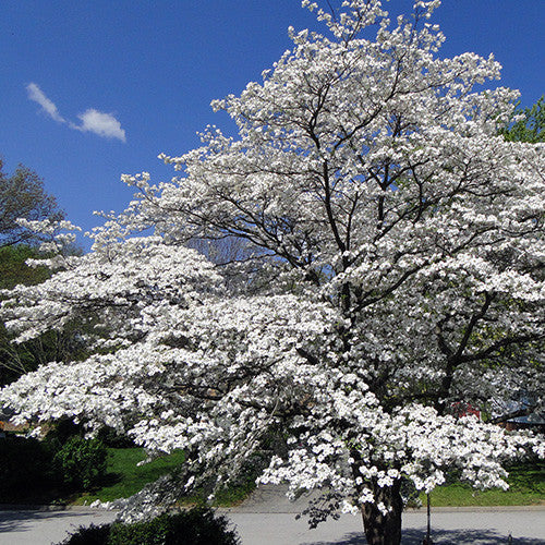 Dogwood &