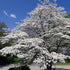 Dogwood &