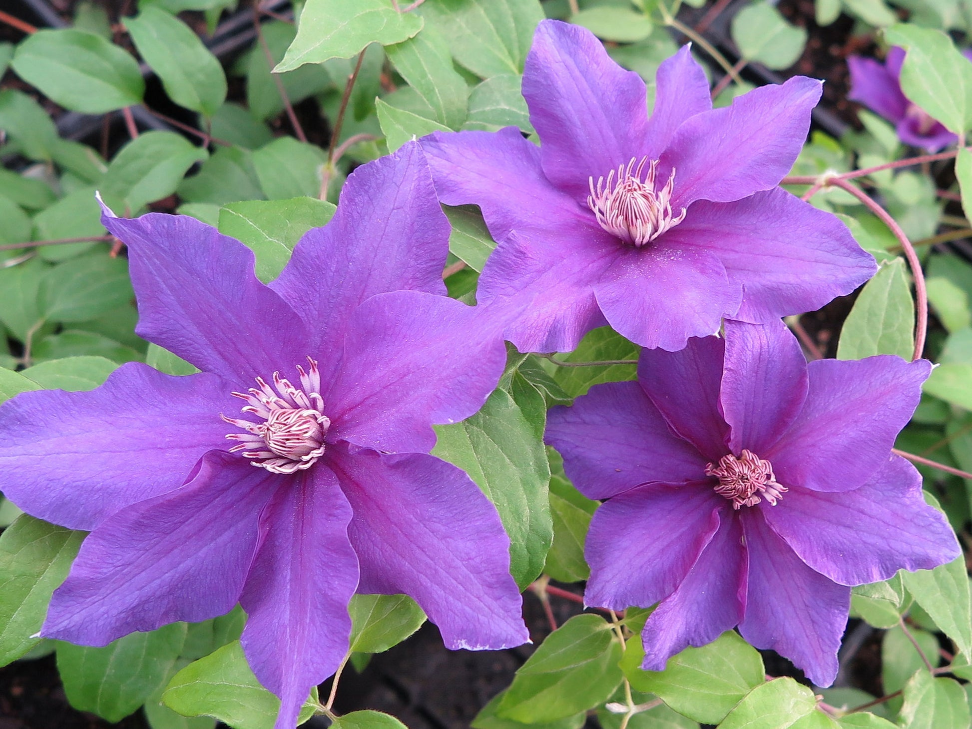 Clematis &