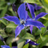 Clematis Sapphire Indigo 19cm plant photo
