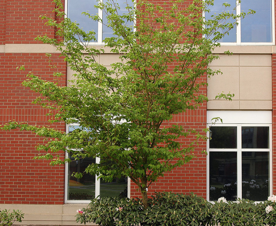Dogwood &