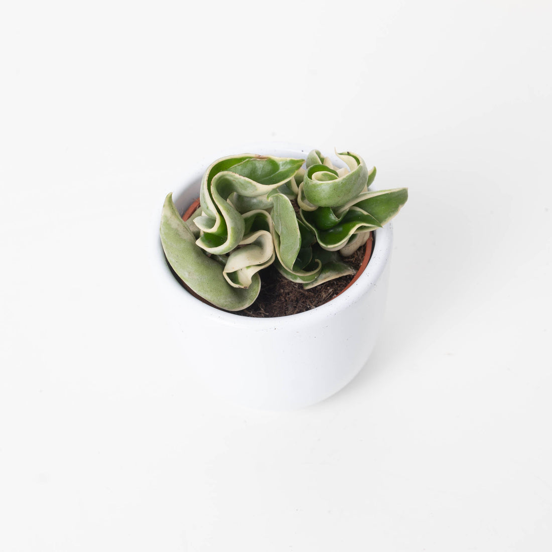 4" Hoya Compacta Variegated plant photo
