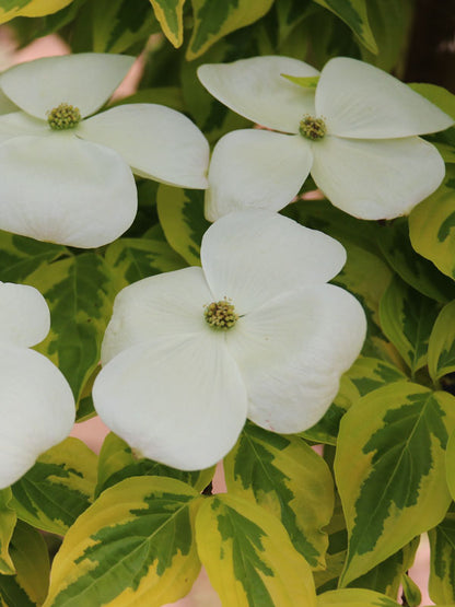 Dogwood &