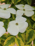 Dogwood &