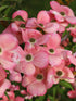 Dogwood &