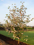 Dogwood &