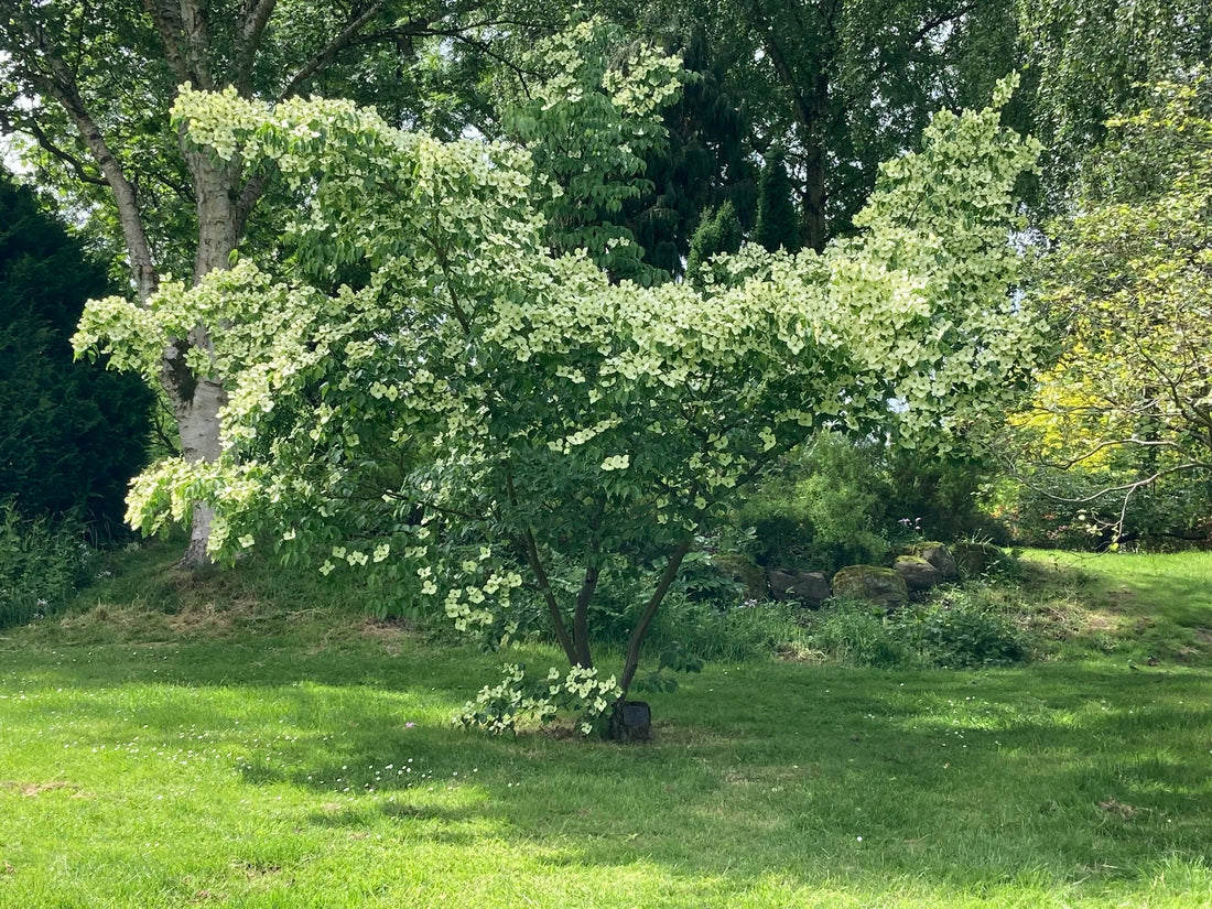 Dogwood &