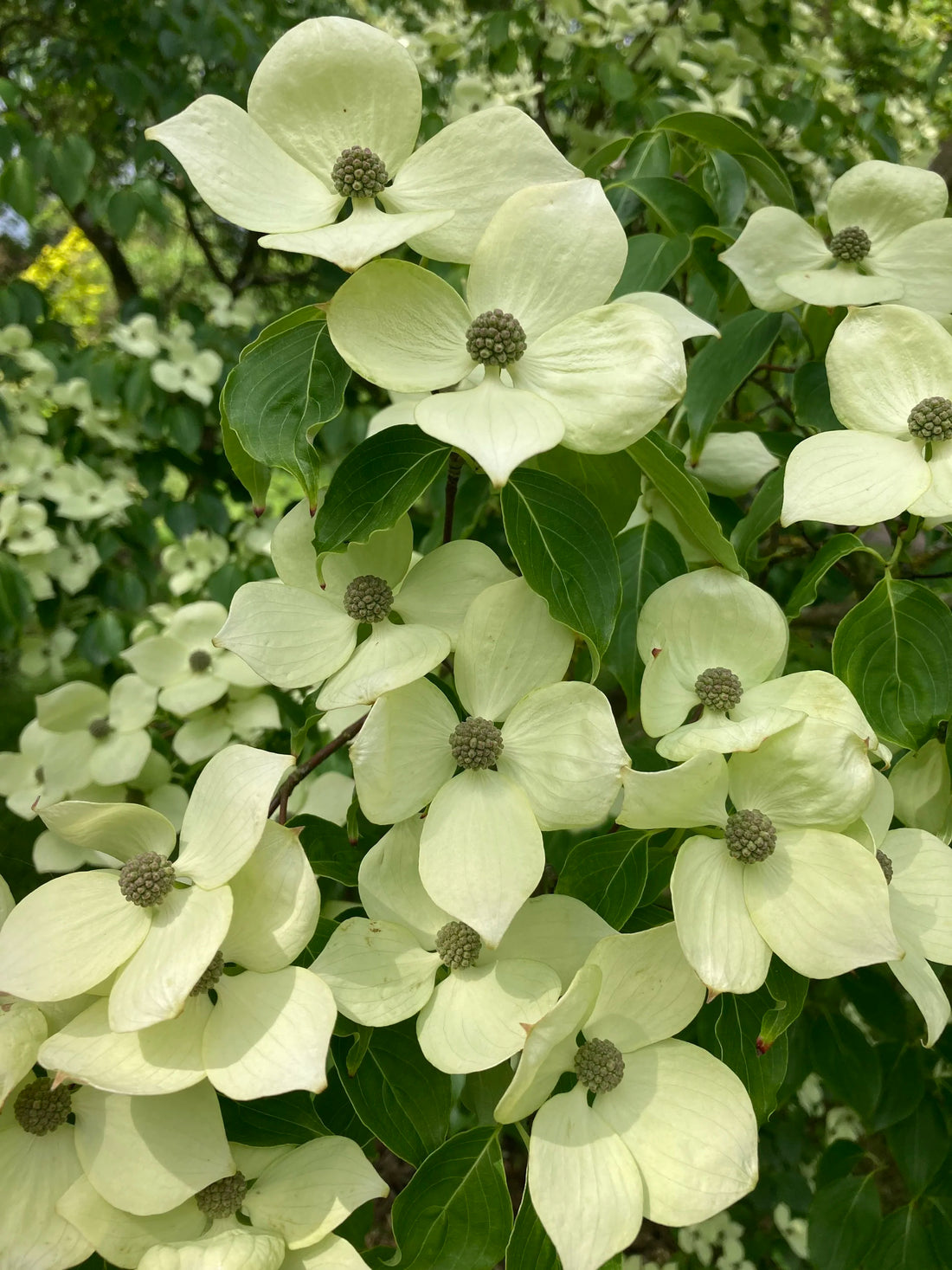 Dogwood kousa &