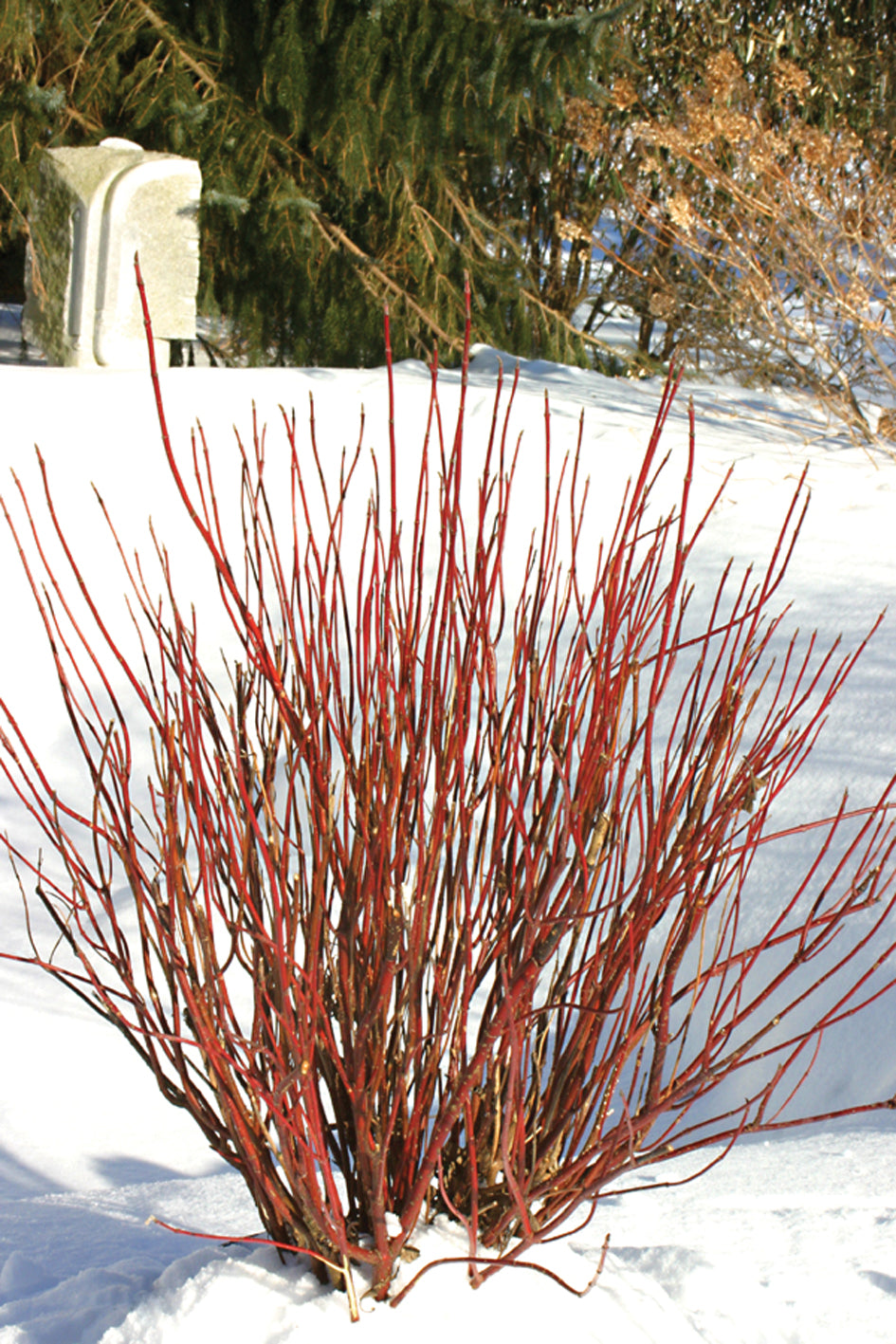 Dogwood &