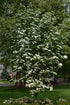 Dogwood &