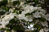 Dogwood &