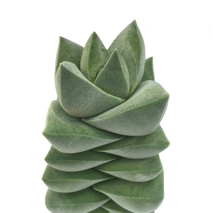 12" crassula moon glow succulent basket plant photo