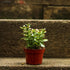 4" Jade California Red Tip plant photo