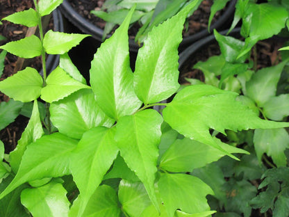 4" Fern Holly plant photo