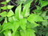 4" Fern Holly plant photo