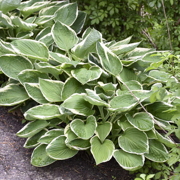 Hosta Francee 19cm plant photo