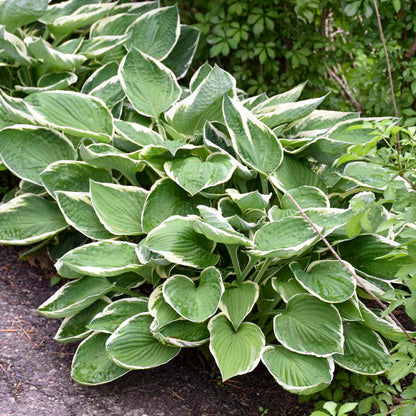 Hosta Francee 19cm plant photo