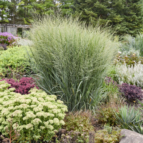 Grass Totem Pole 6" plant photo