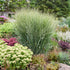 Grass Totem Pole 6" plant photo