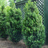Boxwood &