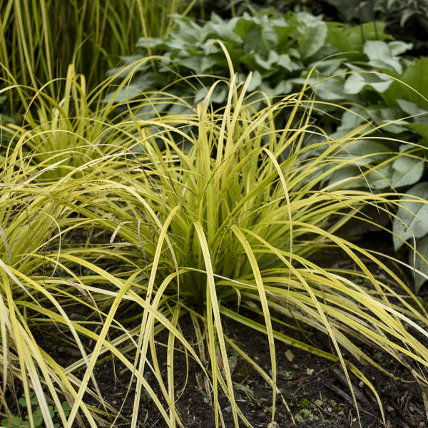 Grass Everillo 6" plant photo