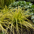 Grass Everillo 6" plant photo