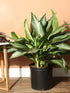 10" Aglaonema Silverado plant photo