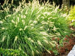 Grass Pennisetum &