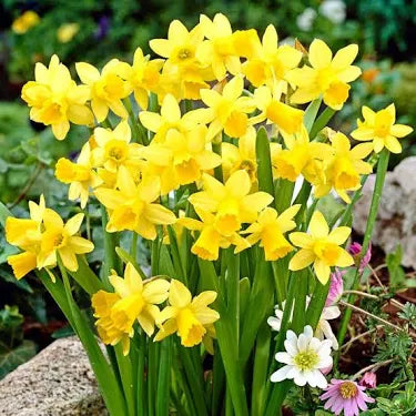 Narcissus Tete A Tete Daffodil Bulbs