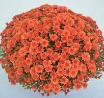 Mum Mumosa Orange 4.5in