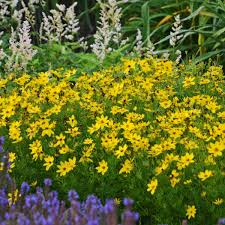 Coreopsis Zagreb 1 gal