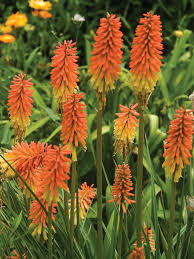 Kniphofia Flamenco Red Hot Poker 1 gal