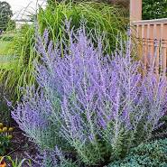Perovskia Blue Jean Baby Russian Sage 1 gal