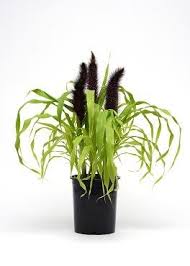 Millet Jade Princes 1 Gal