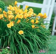 Daylily Stella de Oro 1 gal