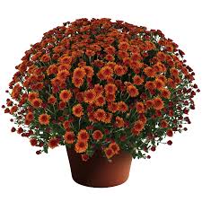 Mum Miranda Orange 9"