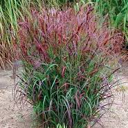 Switchgrass &