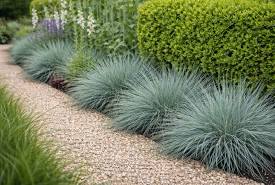 Elijah Blue Fescue 6"