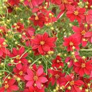 Coreopsis Red Satin 1 gal